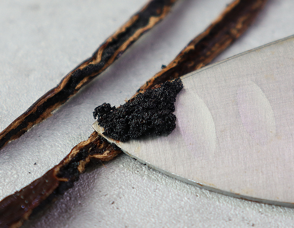 바닐라빈100g(마다가스카르, 고메등급, 최상급) 메인이미지